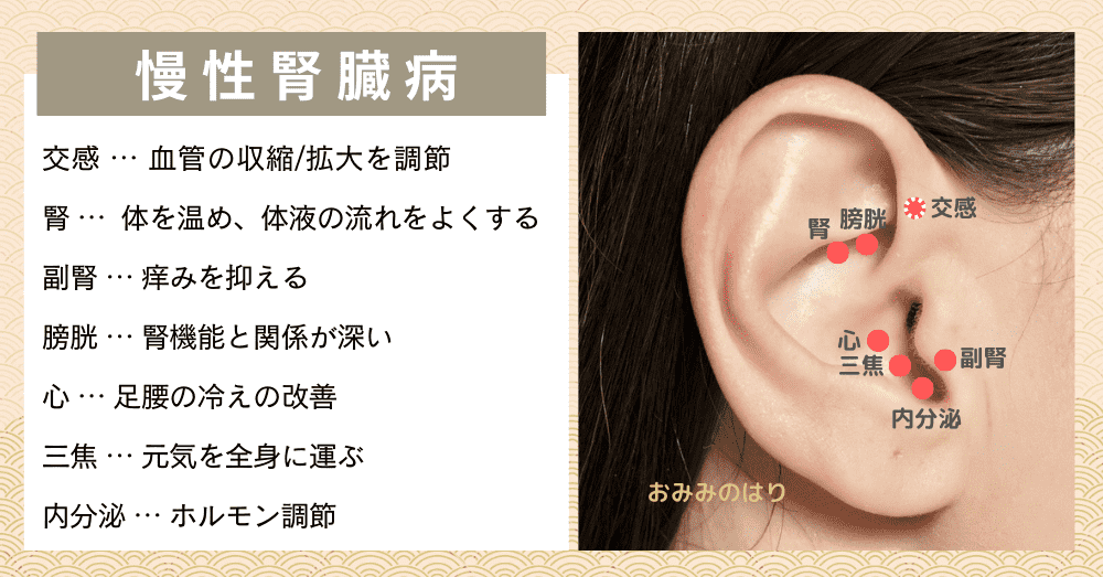 慢性腎臓病の耳ツボ耳鍼治療